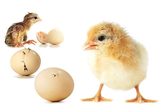 hatching of a chick