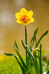 Yellow daffodil (Narcissus)