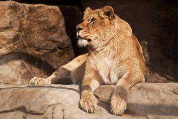 Obraz premium lioness