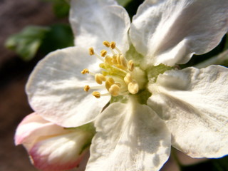 Fototapeta na wymiar Apple Tree Flower
