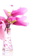 Pink magnolia blossoms in a vase on white