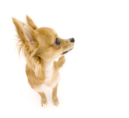 red chihuahua in profile looking towards right isolated