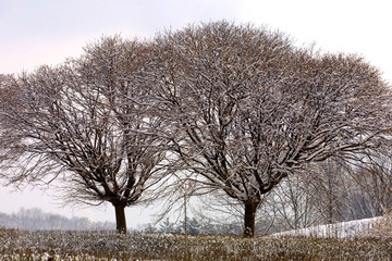 Frozen trees in winter