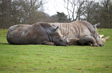 A couple of white rhinos lying in a field
