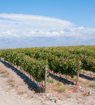 Vineyards of Mendoza, Argentina