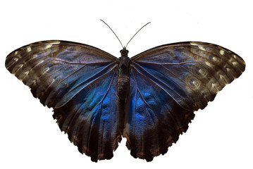 Obraz na płótnie Canvas exotic butterfly on a white background