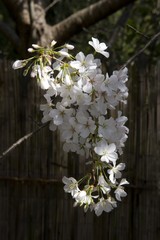 Cluster of Cherry Blossoms against fence.
