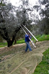Raccolta Olive
