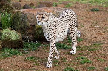 Beautiful cheetah in a rocky field