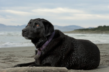 black labrador relaxing at beach after swimming
