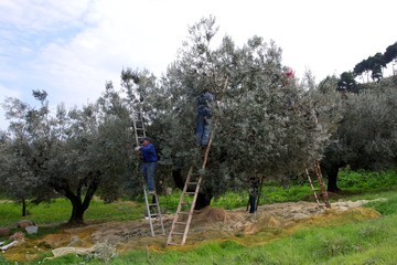 Raccolta Olive