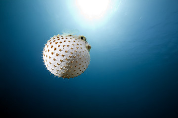 yellowspotted burrfish and ocean