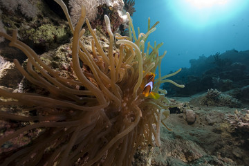anemone and anemonefish