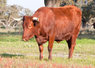 Cow in the field