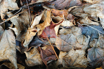 Litter of dead fallen leaves for use as a texture or background