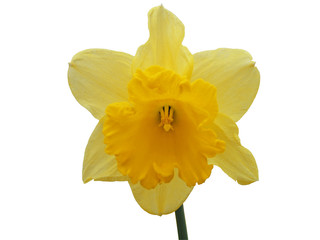 isolated daffodil