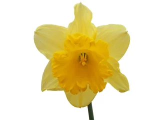 Crédence de cuisine en verre imprimé Narcisse isolated daffodil