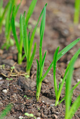 seedlings