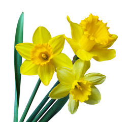 Three Daffodil