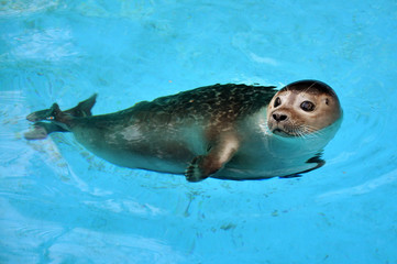 Seal