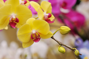 yellow moth orchid phalaenopsis