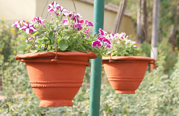 Flower pots with petunia