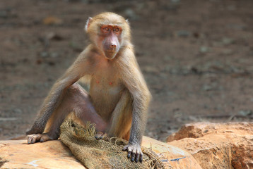 Macaque in the Zoo.