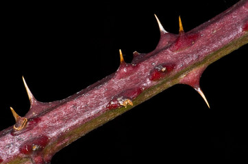 Obraz premium floraison 11