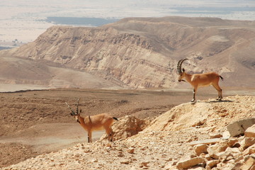 Ibexes on the cliff.
