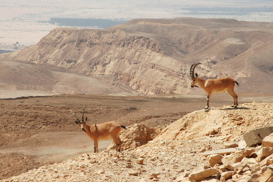 Ibexes on the cliff.