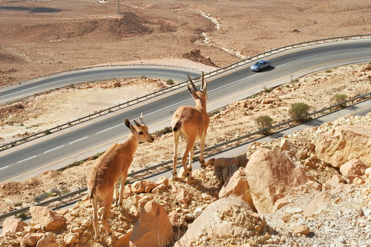 Ibexes on the cliff above the highway.