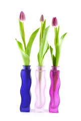 Three Dutch tulips in vase over white background