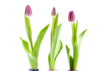 Three Dutch tulips over white background