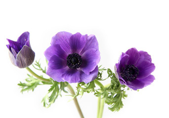 Fototapeta premium Lilac flower