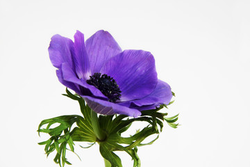 Lilac flower