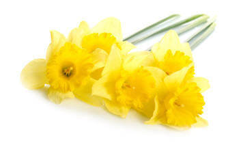 Yellow narcissus isolated on white background.