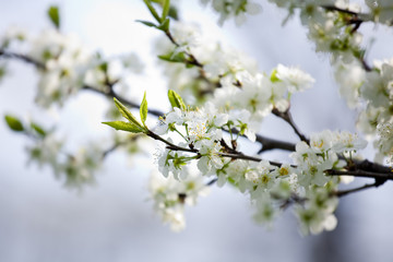 Beautiful spring flowers