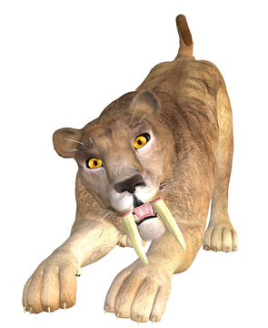s&auml;belzahntiger