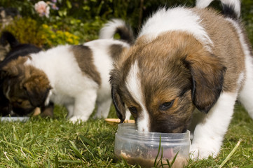 junge Hunde beim Fressen