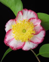 Camellia japonica 'Okan'