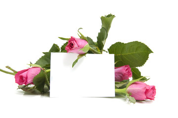 Pink roses and empty card over white background