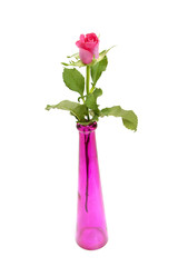 Pink rose and vase over white background