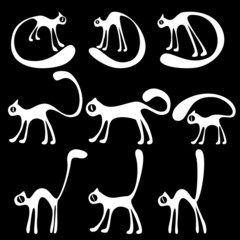 white different cats