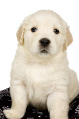 Golden retriever puppy on white background