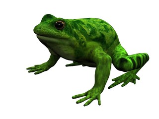 Toad