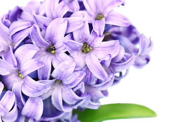 Hyacinth