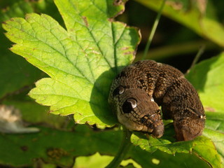 Braune Raupe des Mittleren Weinschwärmers (Deilephila elpenor)