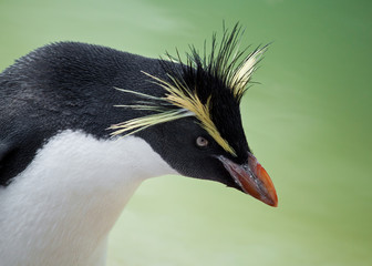 Rockhopper penguin with a green background
