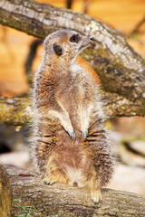 A vigilant meerkat looking out for predators