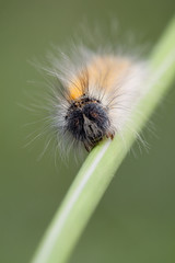 Hairy caterpillar